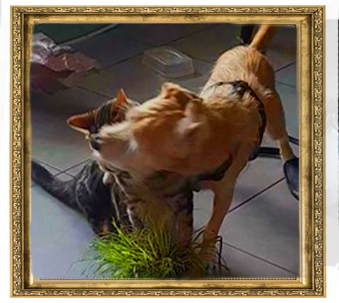 Cats'n Dogs Petsitting service