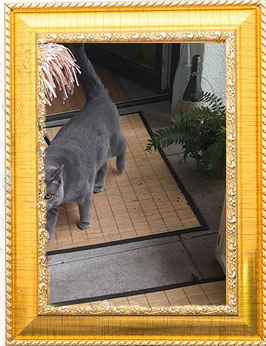 Cats'n Dogs Petsitting service — photo