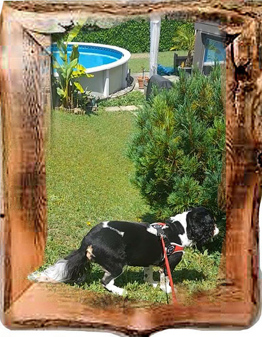 Cats'n Dogs Petsitting service — photo