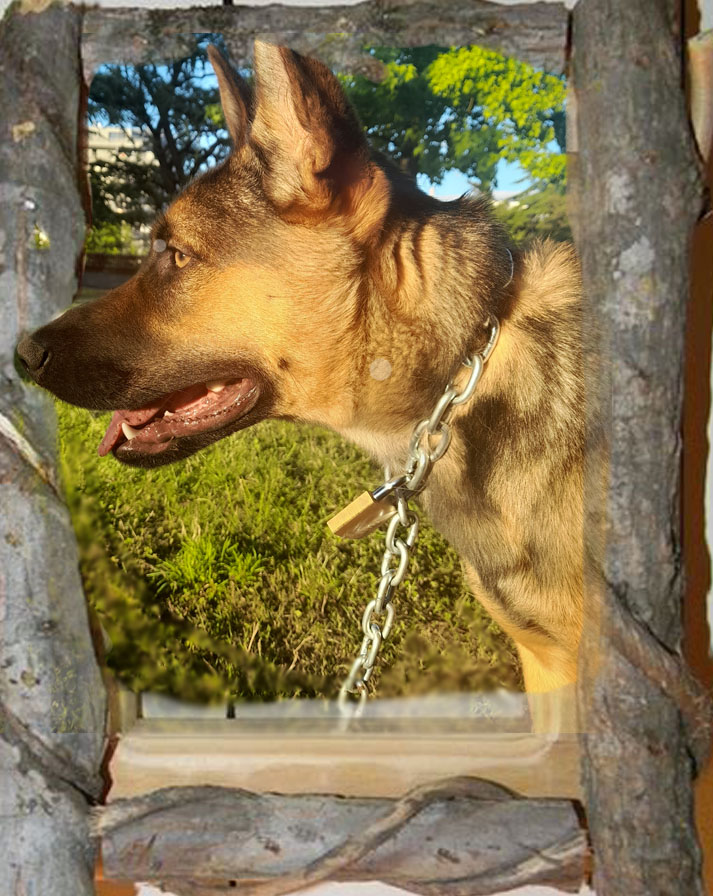Cats'n Dogs Petsitting service — photo