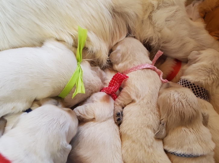 Élevage de chiens Living Links - Labrador et Golden Retriever — photo