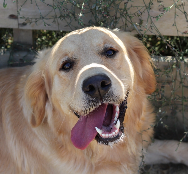 Élevage de chiens Living Links - Labrador et Golden Retriever — photo