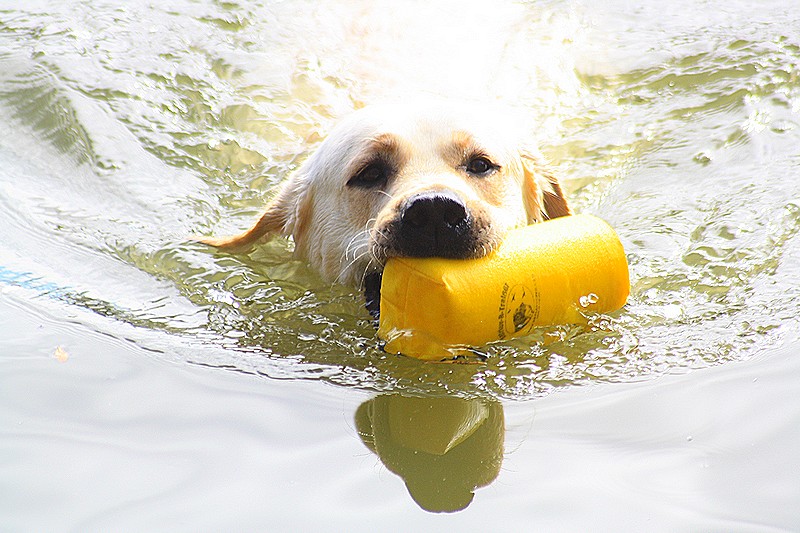 Élevage de chiens Living Links - Labrador et Golden Retriever — photo