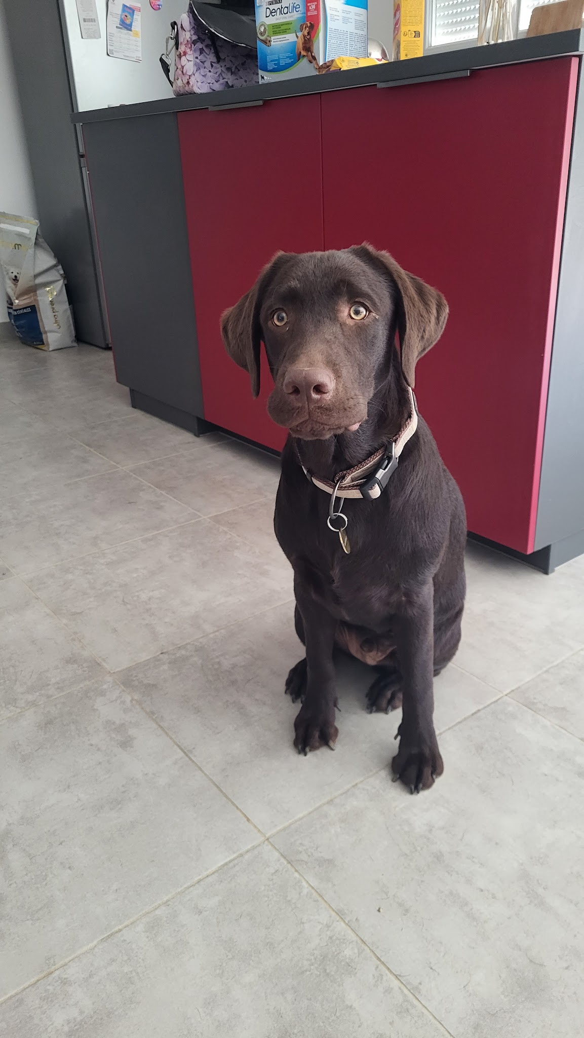 Élevage de chiens Living Links - Labrador et Golden Retriever — photo