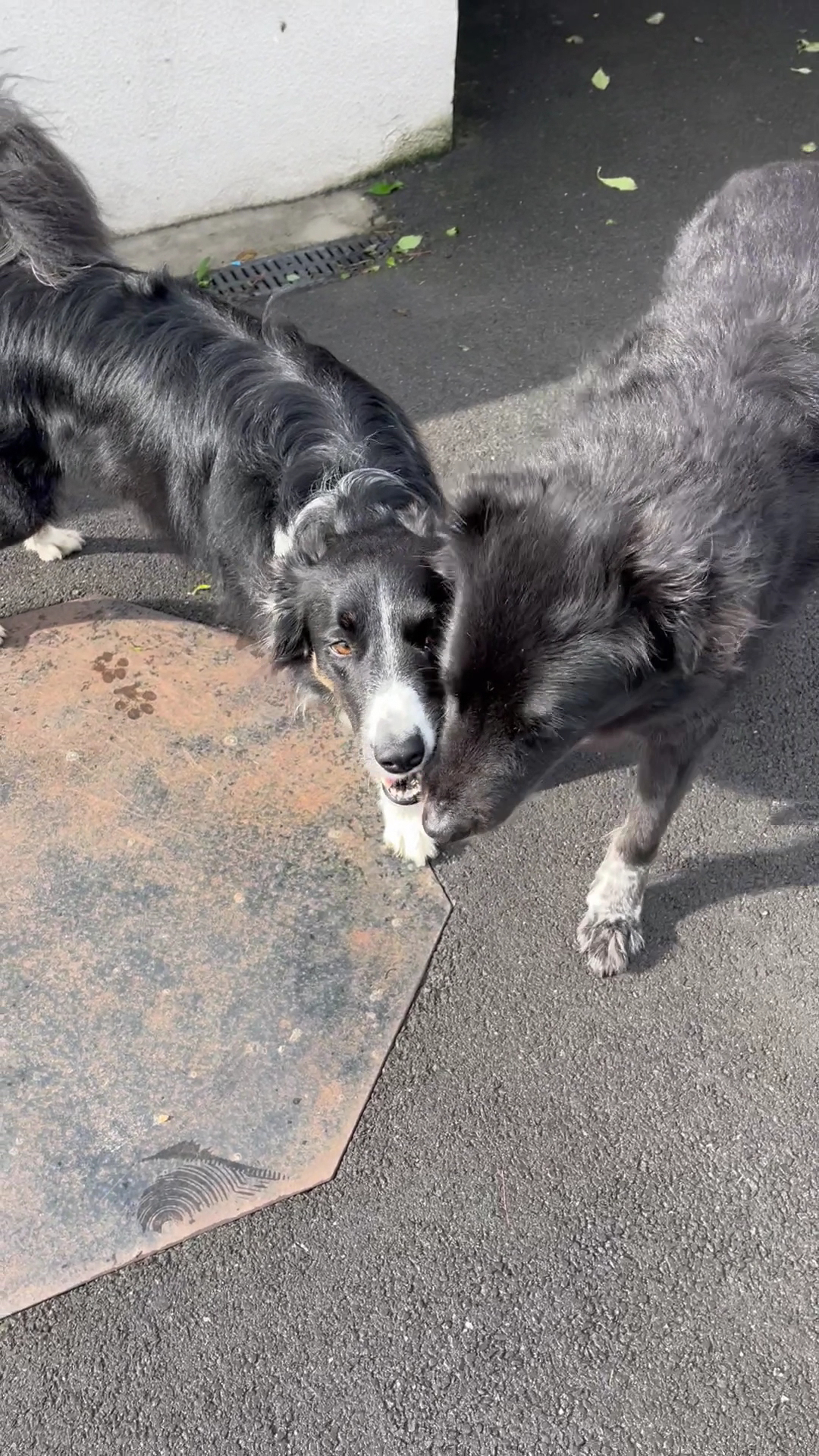 Doggy Dogs — photo
