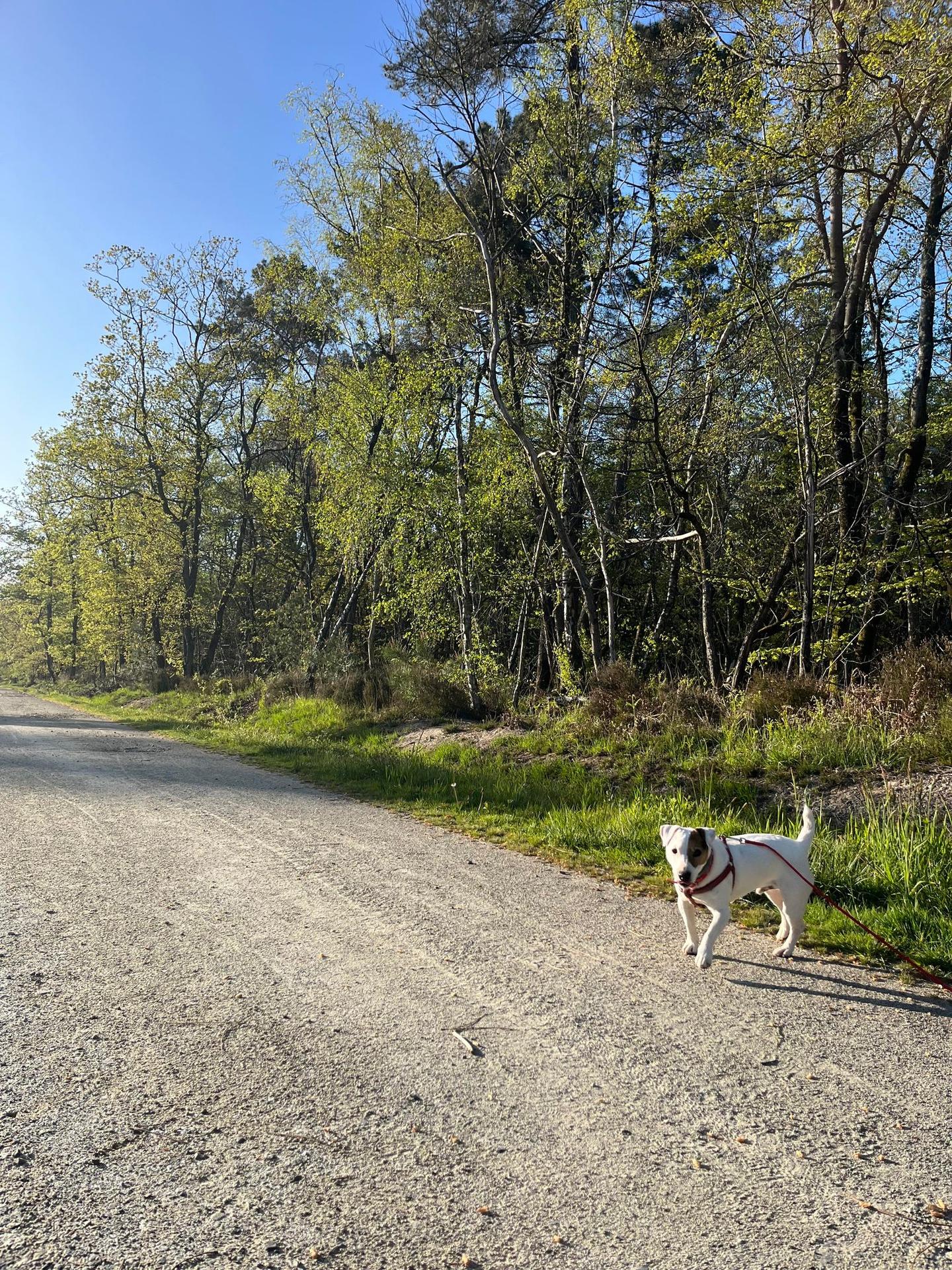 Doggy Dogs — photo