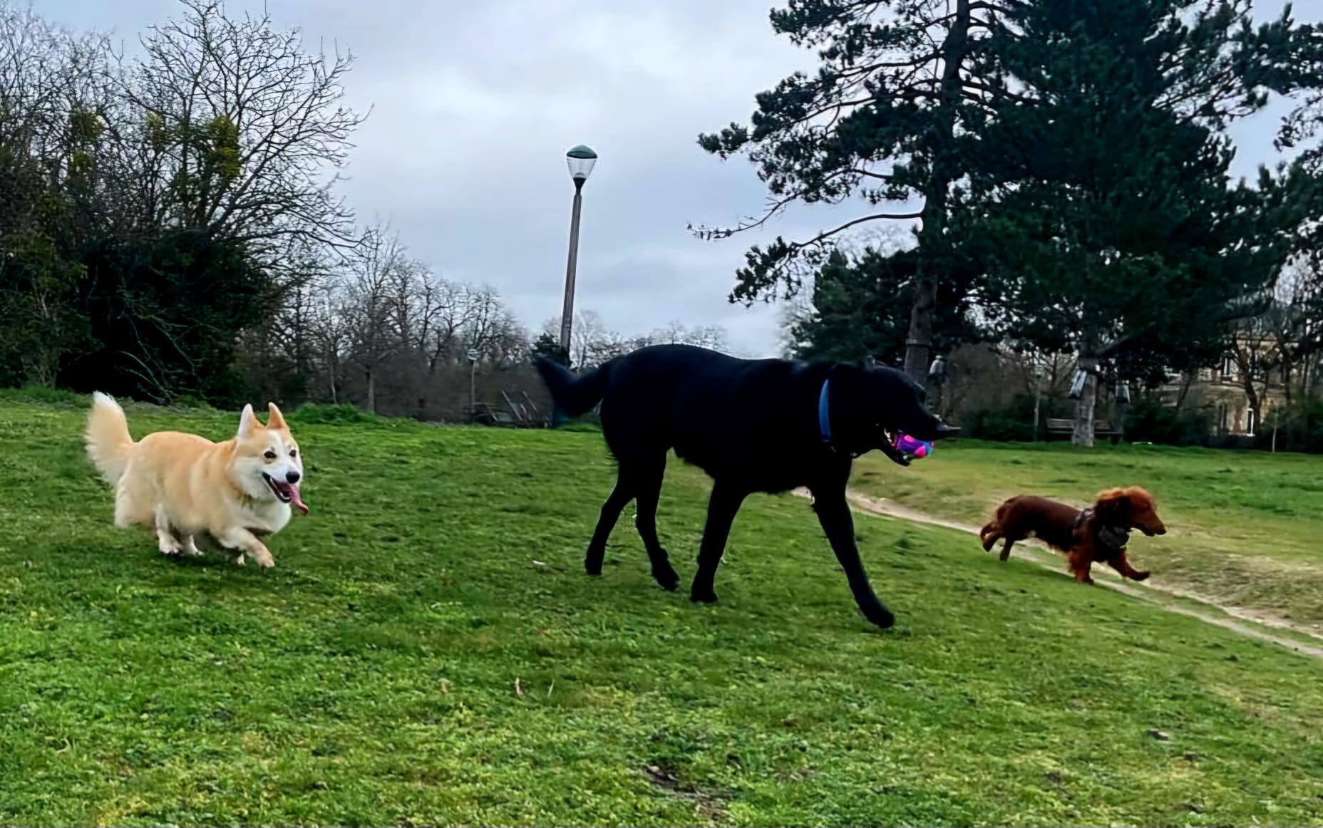 Scarlette & Friends