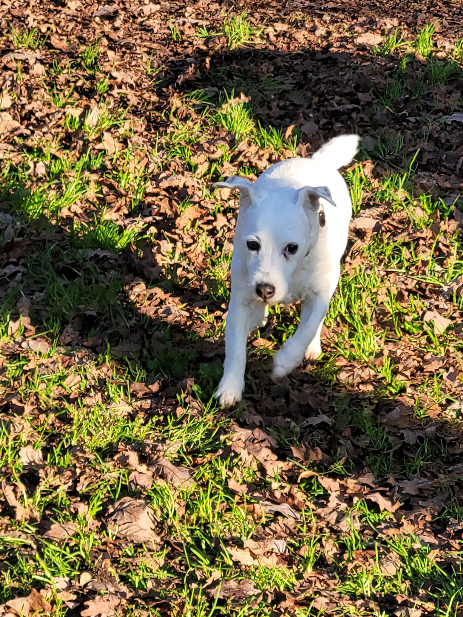 Domaine d'Andor - Élevage & Pension canine — photo