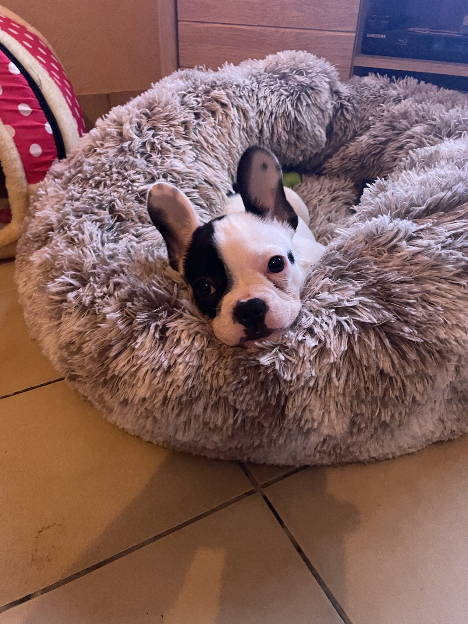 Domaine d'Andor - Élevage & Pension canine — photo