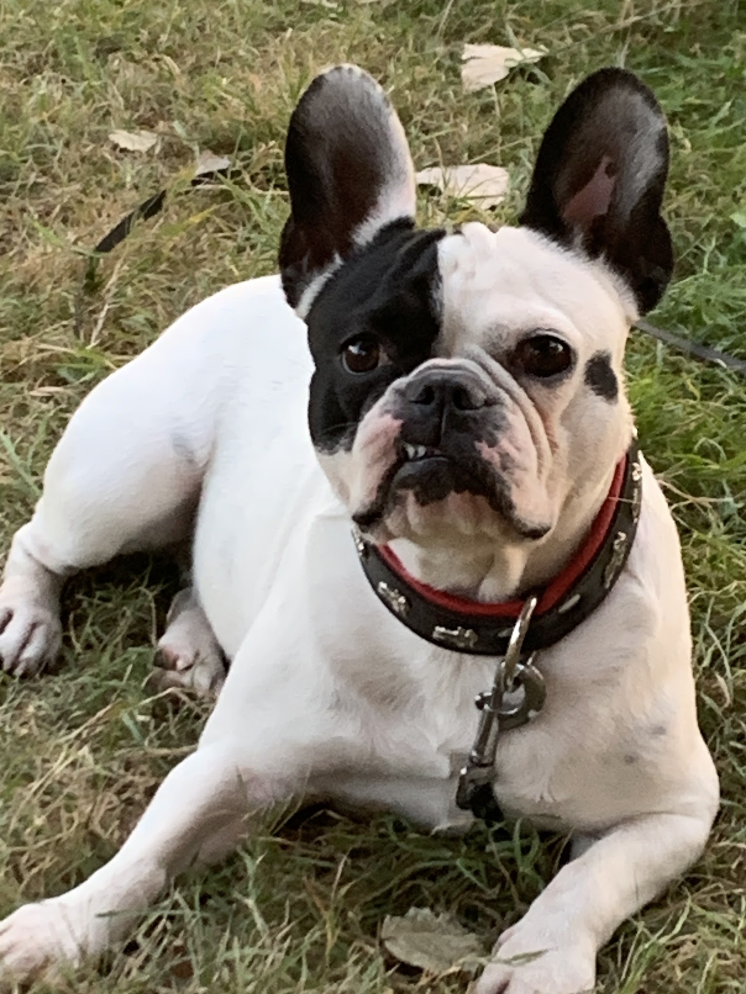Domaine d'Andor - Élevage & Pension canine — photo