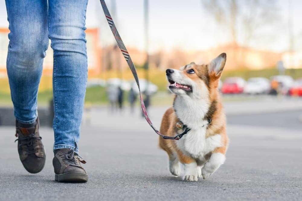 Alsa'Pets - Comportementaliste canin et félin — photo