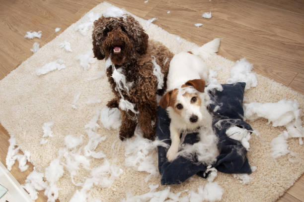 Alsa'Pets - Comportementaliste canin et félin — photo