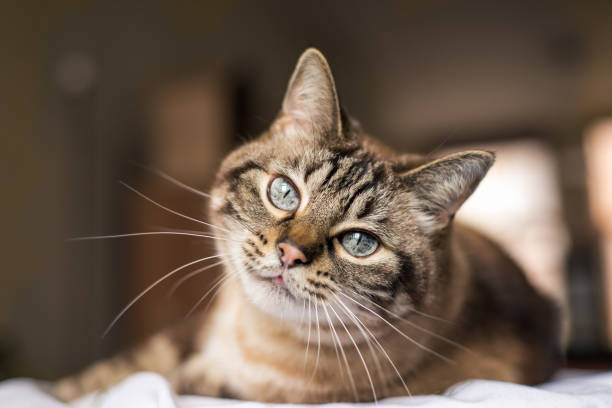 Alsa'Pets - Comportementaliste canin et félin — photo