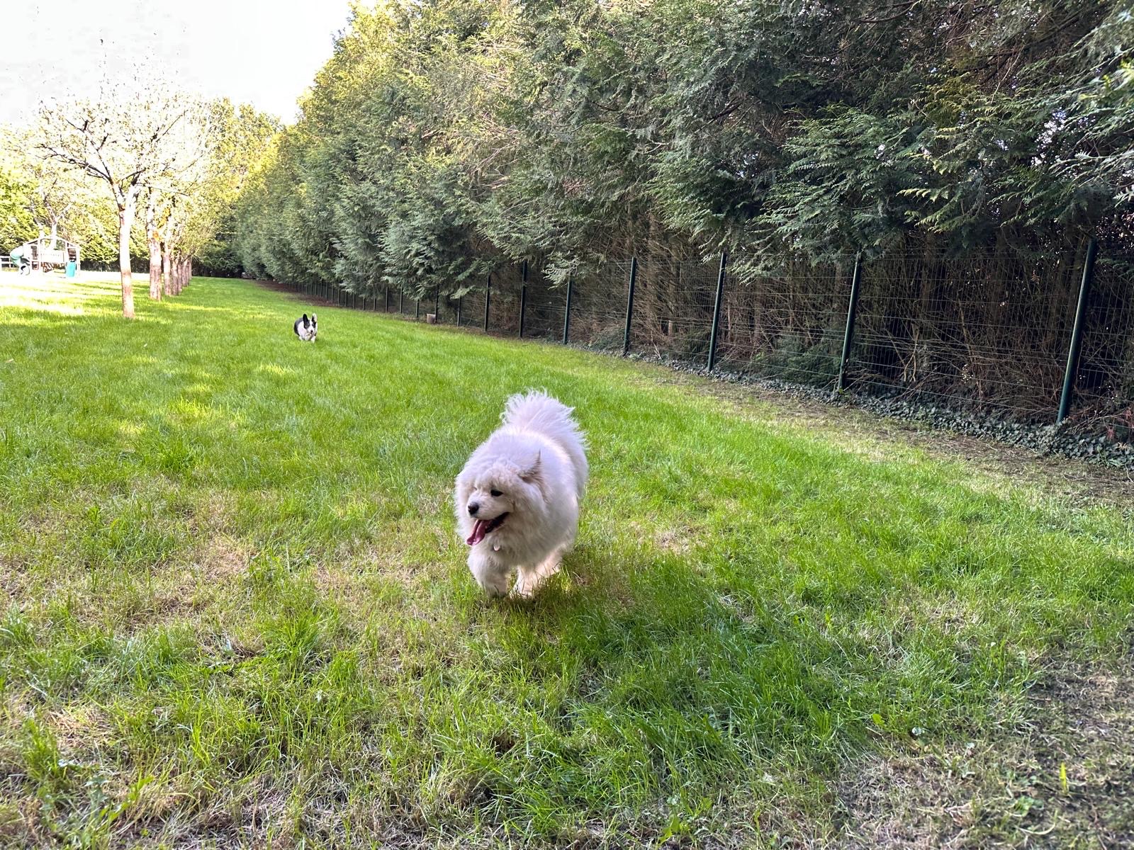 Bouge tes Puces — photo