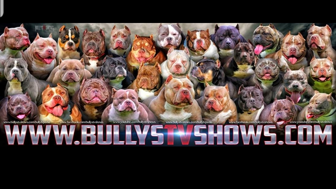American bully — photo