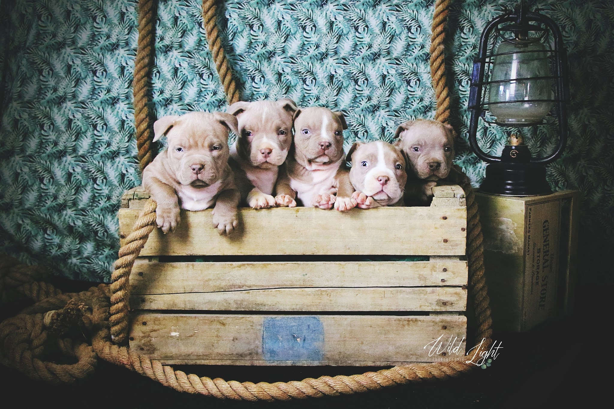 American bully — photo