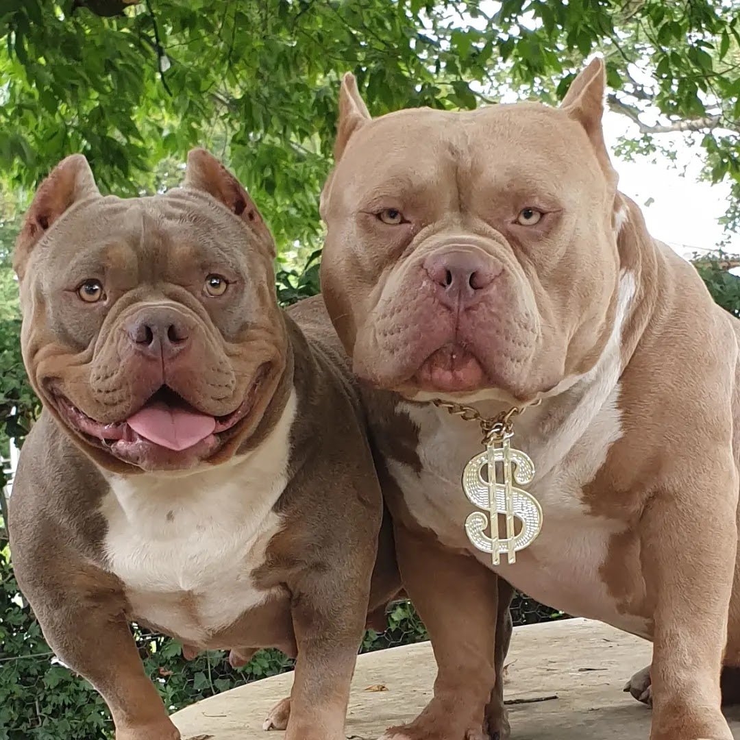 American bully