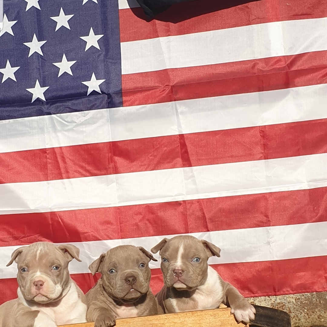 American bully — photo