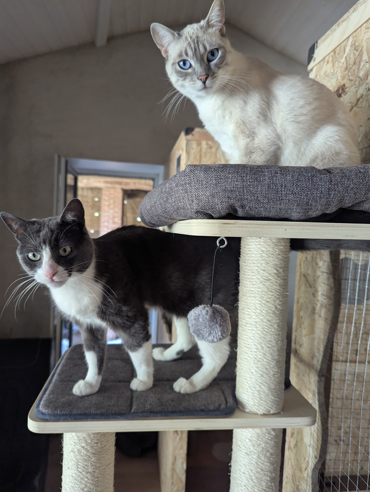 Domaine des félins - Pension féline & visite à domicile (chats & chiens)
