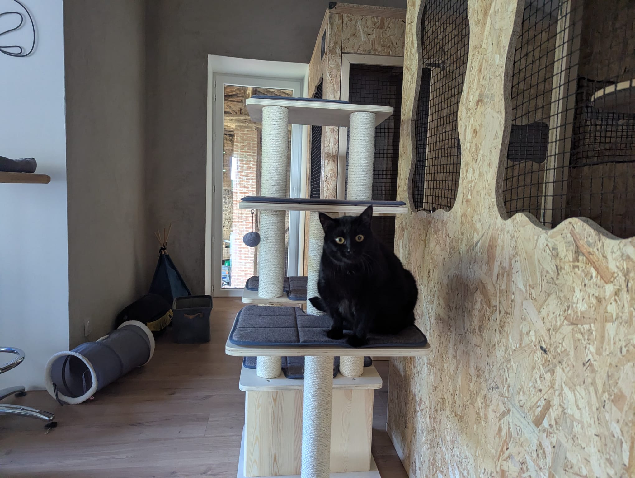 Domaine des félins - Pension féline & visite à domicile (chats & chiens) — photo