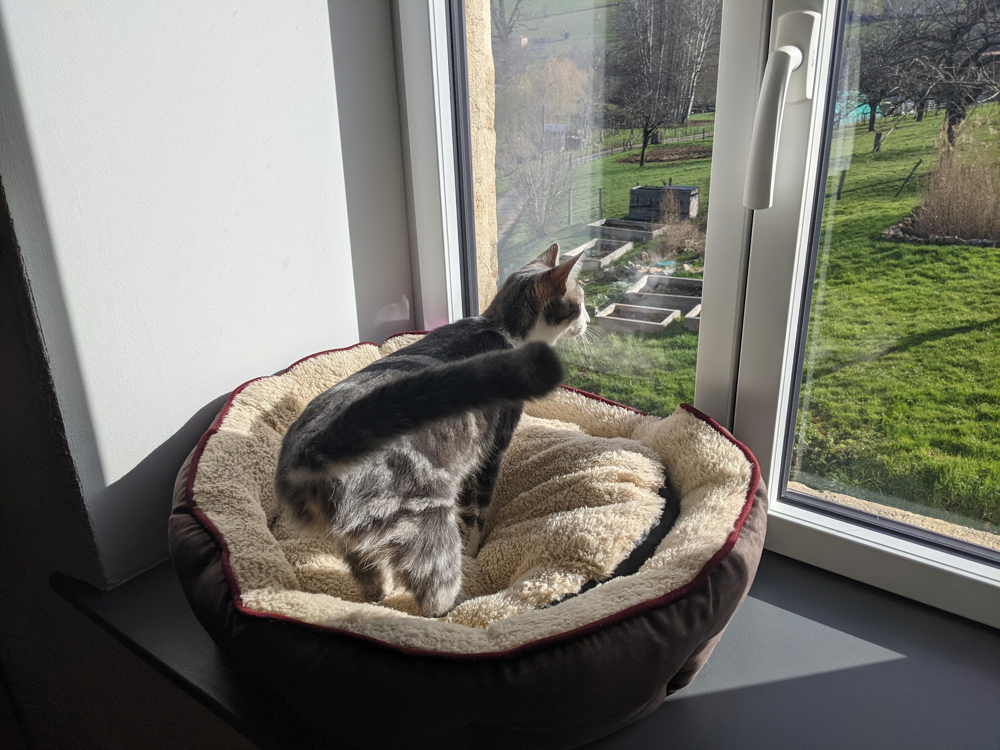 Domaine des félins - Pension féline & visite à domicile (chats & chiens) — photo