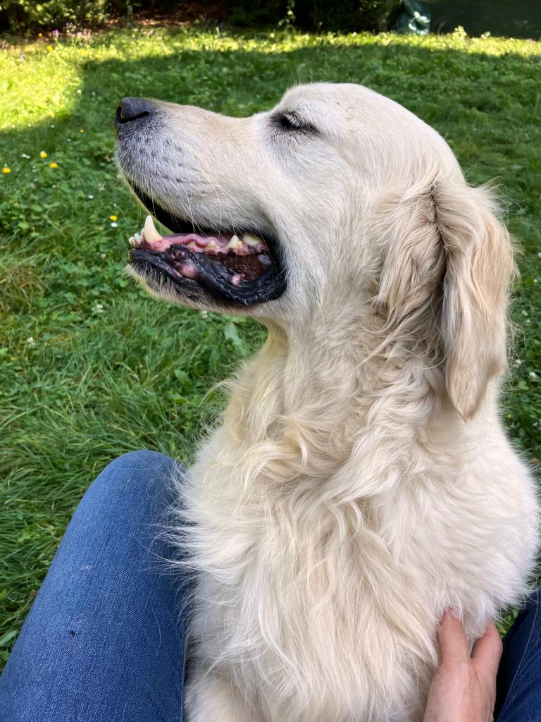 Anim'aux Logis - Services de Pet Sitting — photo