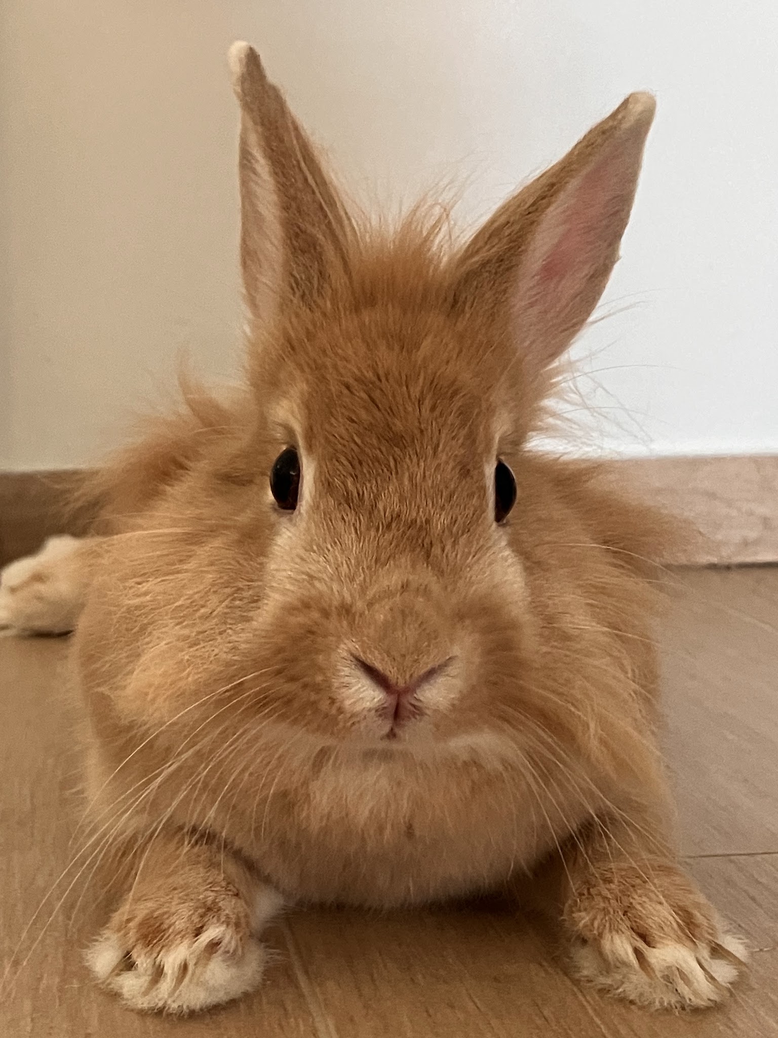 Anim'aux Logis - Services de Pet Sitting — photo