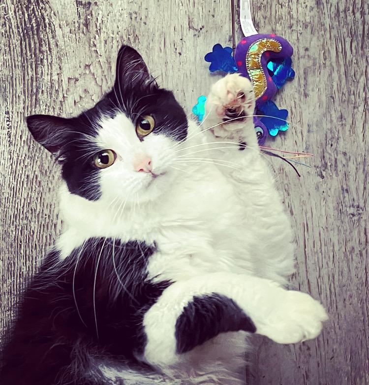 Anim'aux Logis - Services de Pet Sitting