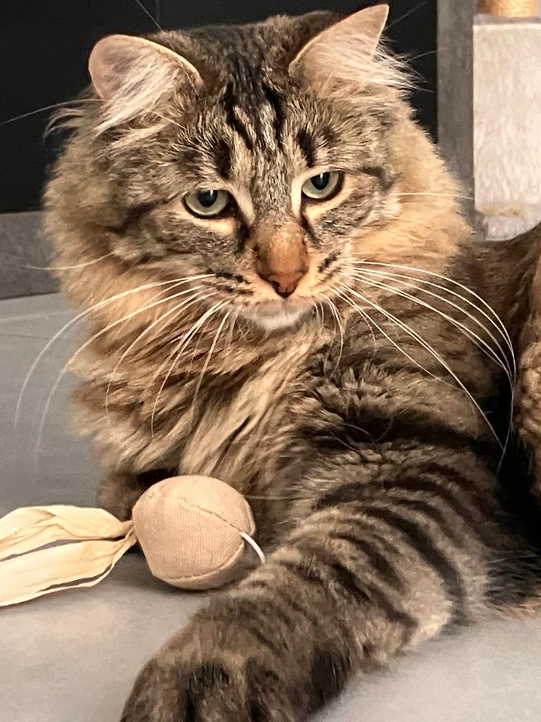 Anim'aux Logis - Services de Pet Sitting — photo