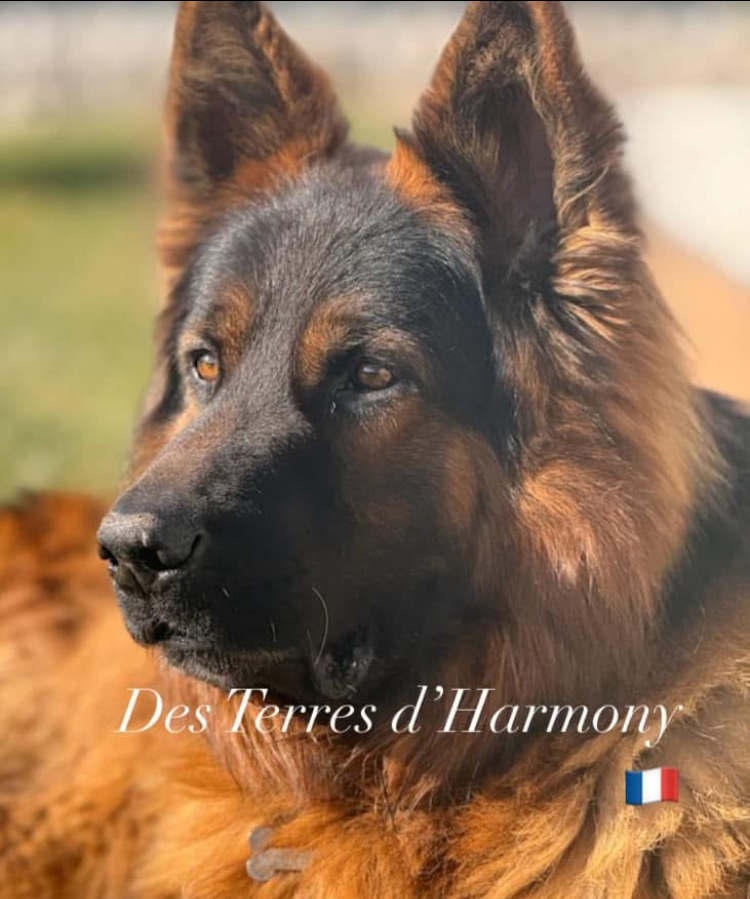 Élevage Des Terres d'Harmony — photo