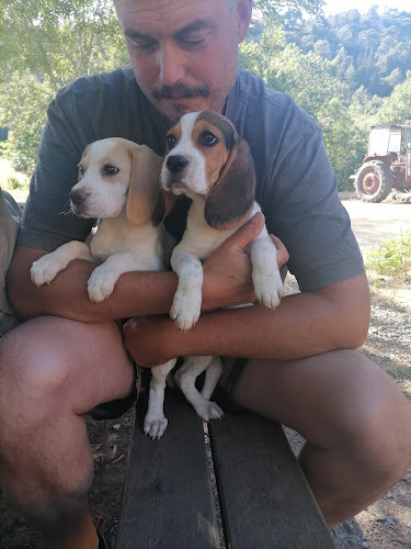 SARL PUECH ROUCH - BEAGLE ST CHINIAN