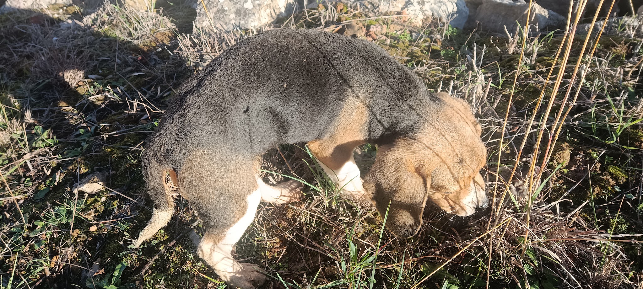 SARL PUECH ROUCH - BEAGLE ST CHINIAN — photo