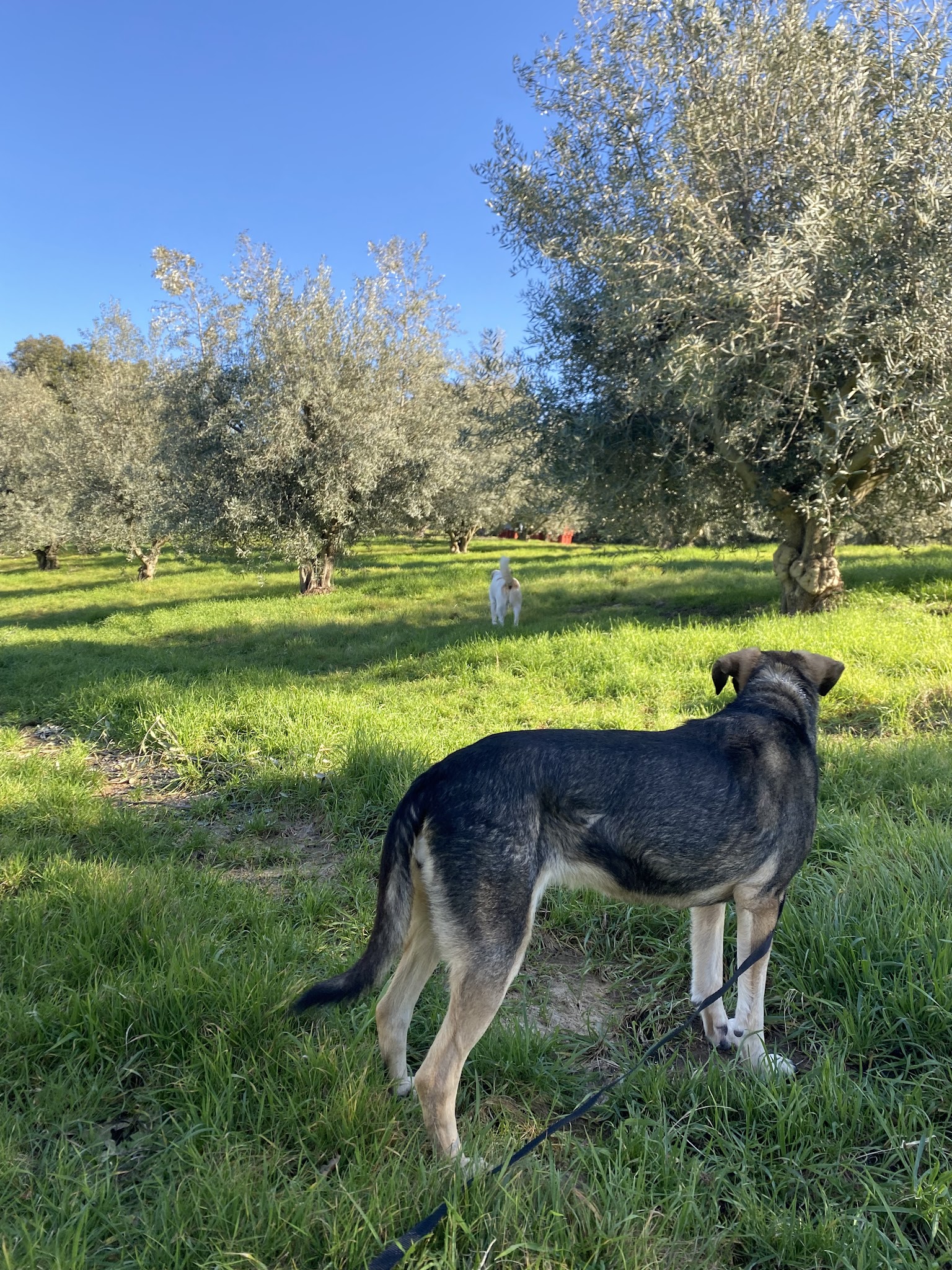 Domaine Belle Terre Cent Pas — photo