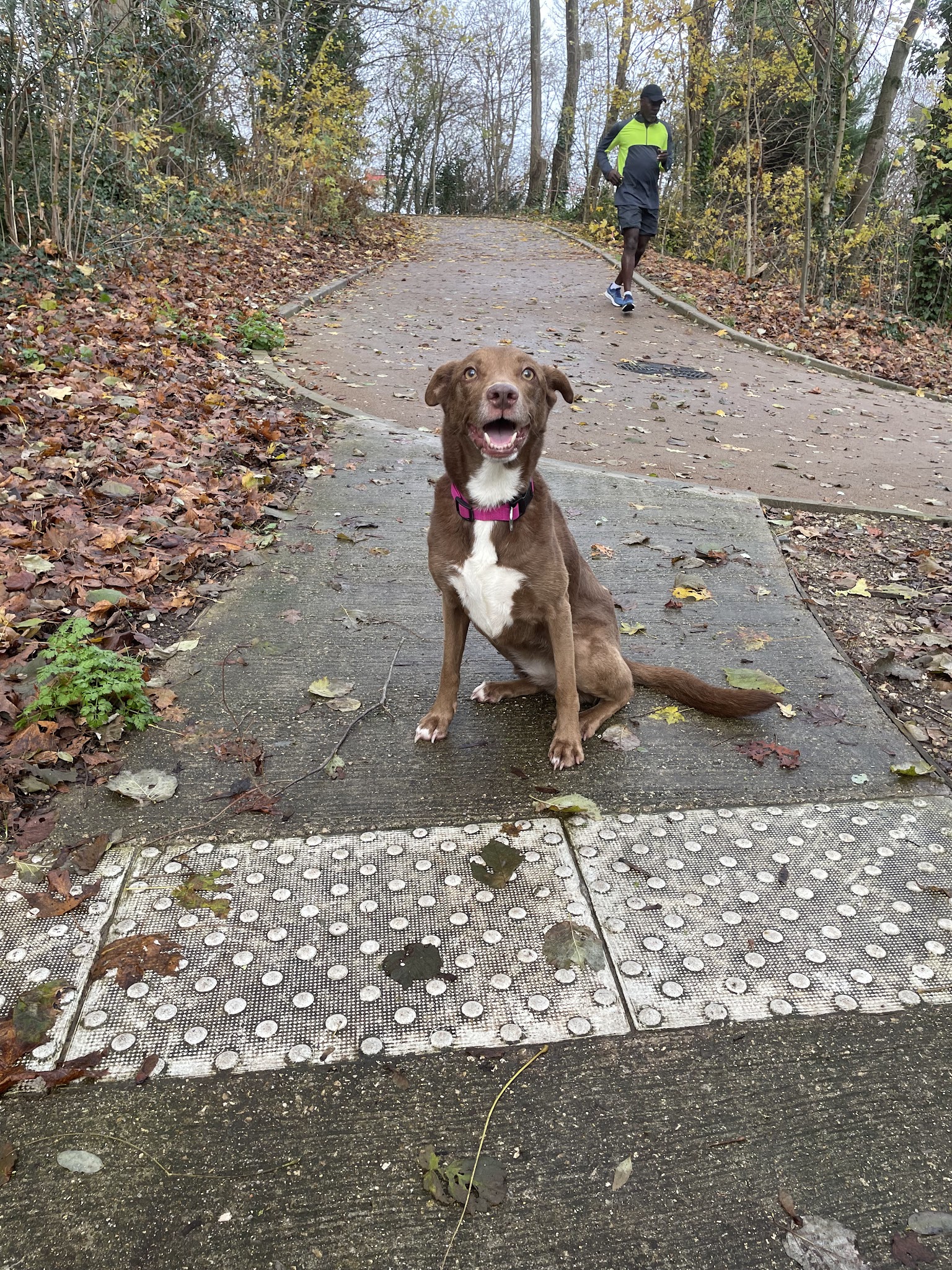 La Conciergerie Canine 78 - ÉDUCATEUR CANIN - BALADES — photo