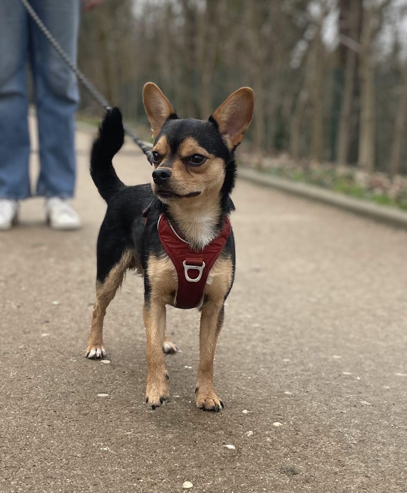 La Conciergerie Canine 78 - ÉDUCATEUR CANIN - BALADES — photo