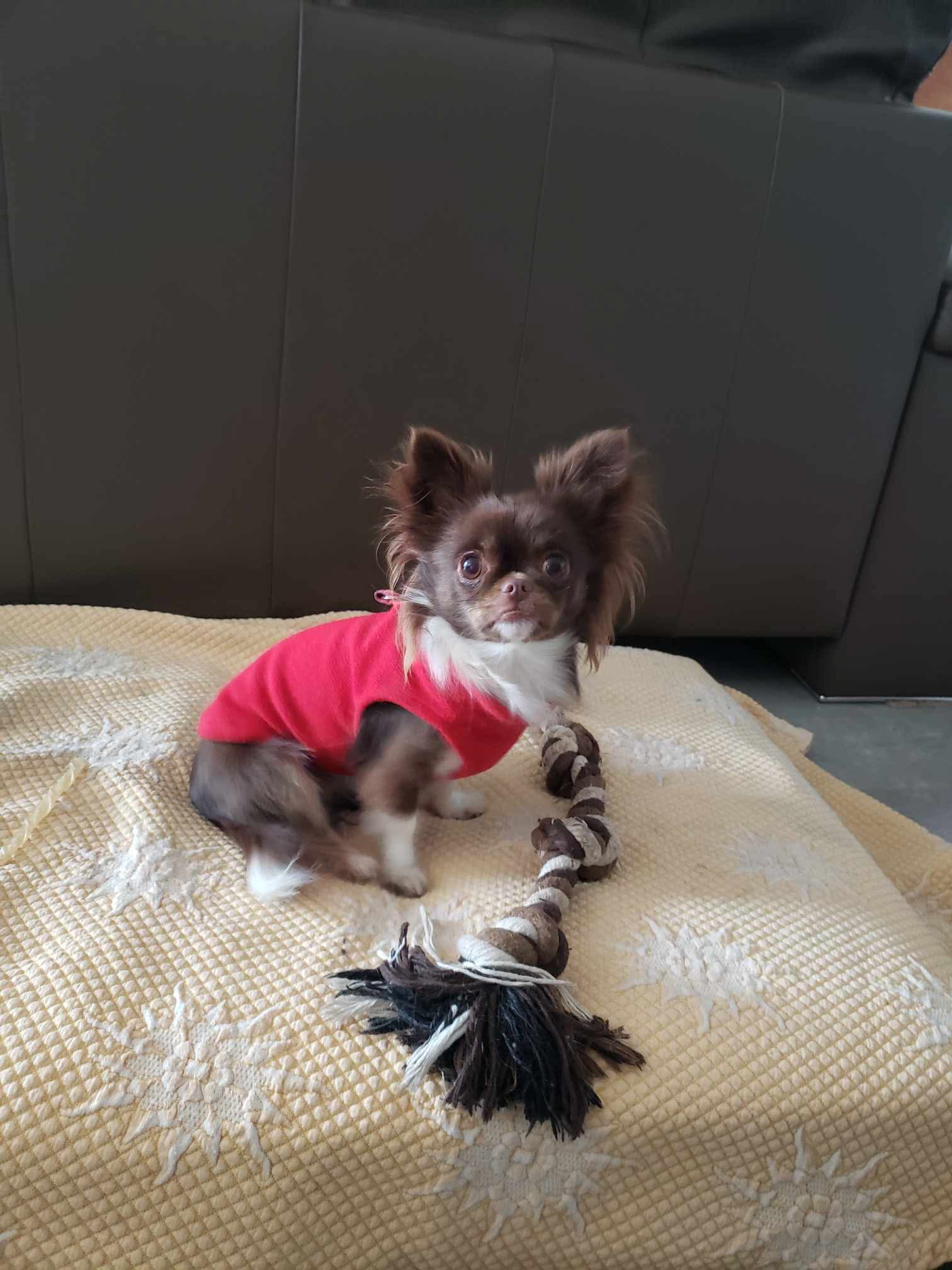 Mélyssa Cristofori - Comportementaliste animalier et pet-sitter — photo