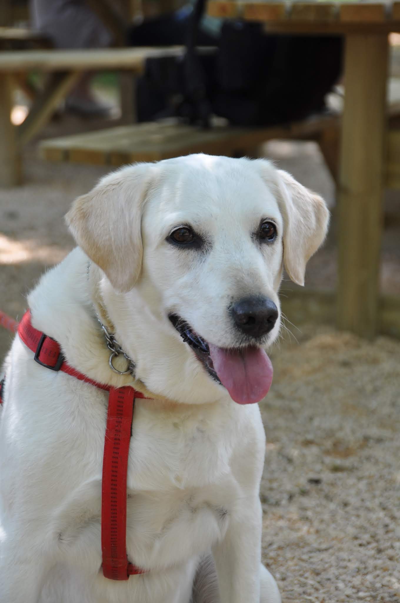 Pension Canine Regliss & Cie — photo