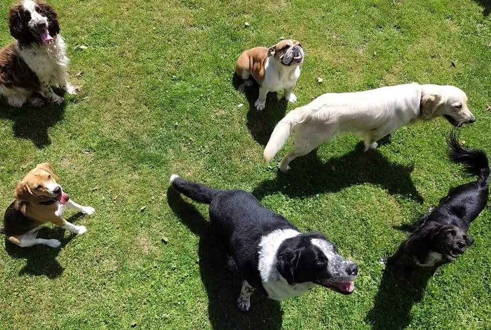 Pension Canine Regliss & Cie