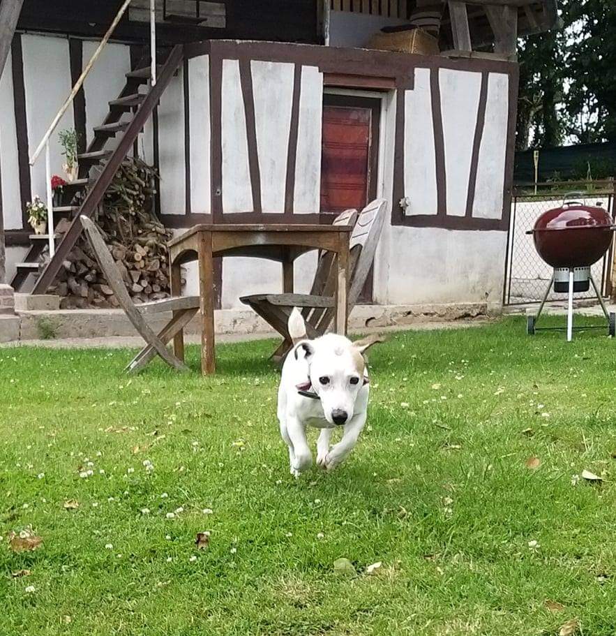 Pension Canine Regliss & Cie — photo