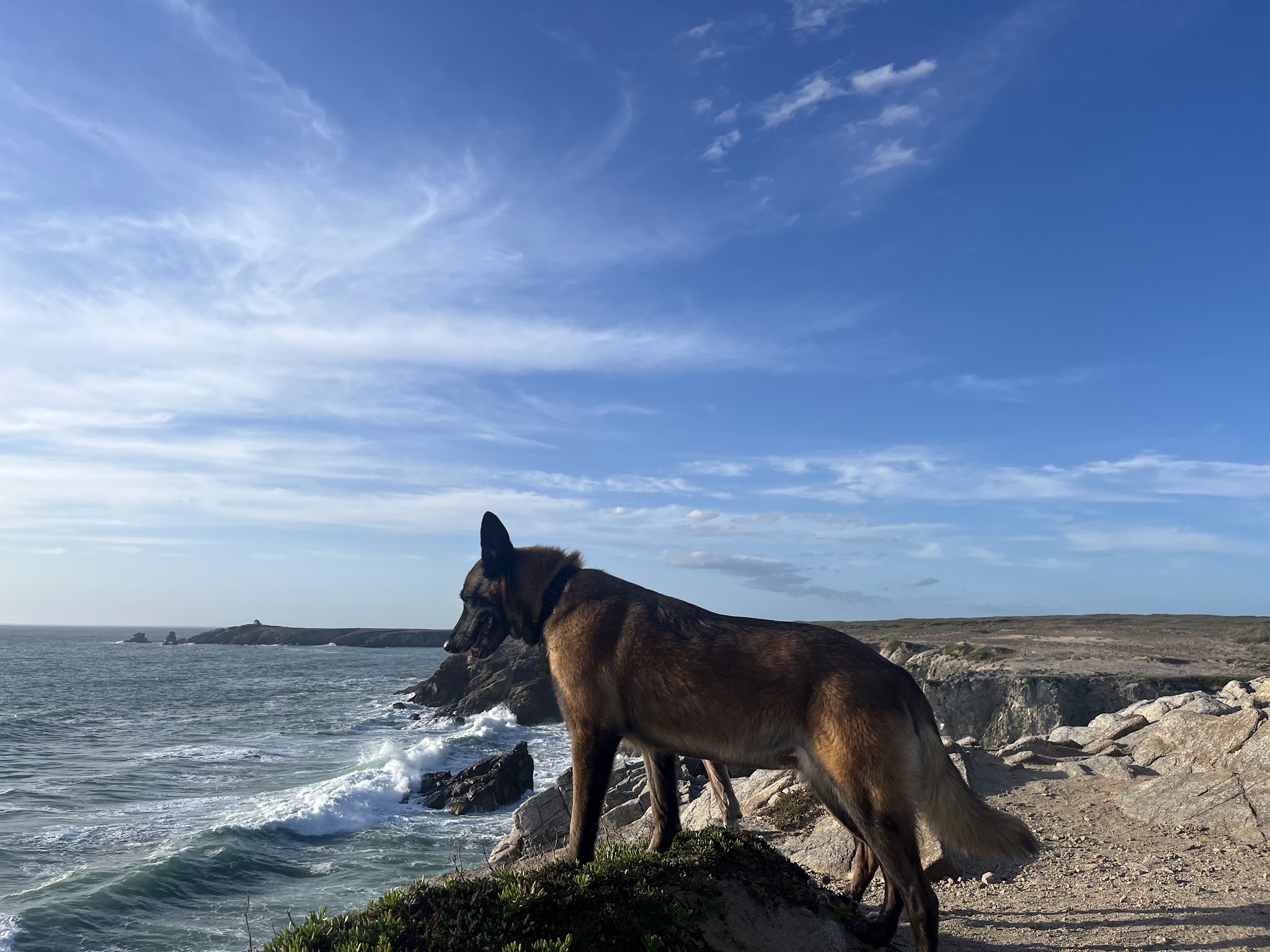 Pension chien 78 JOREL — photo