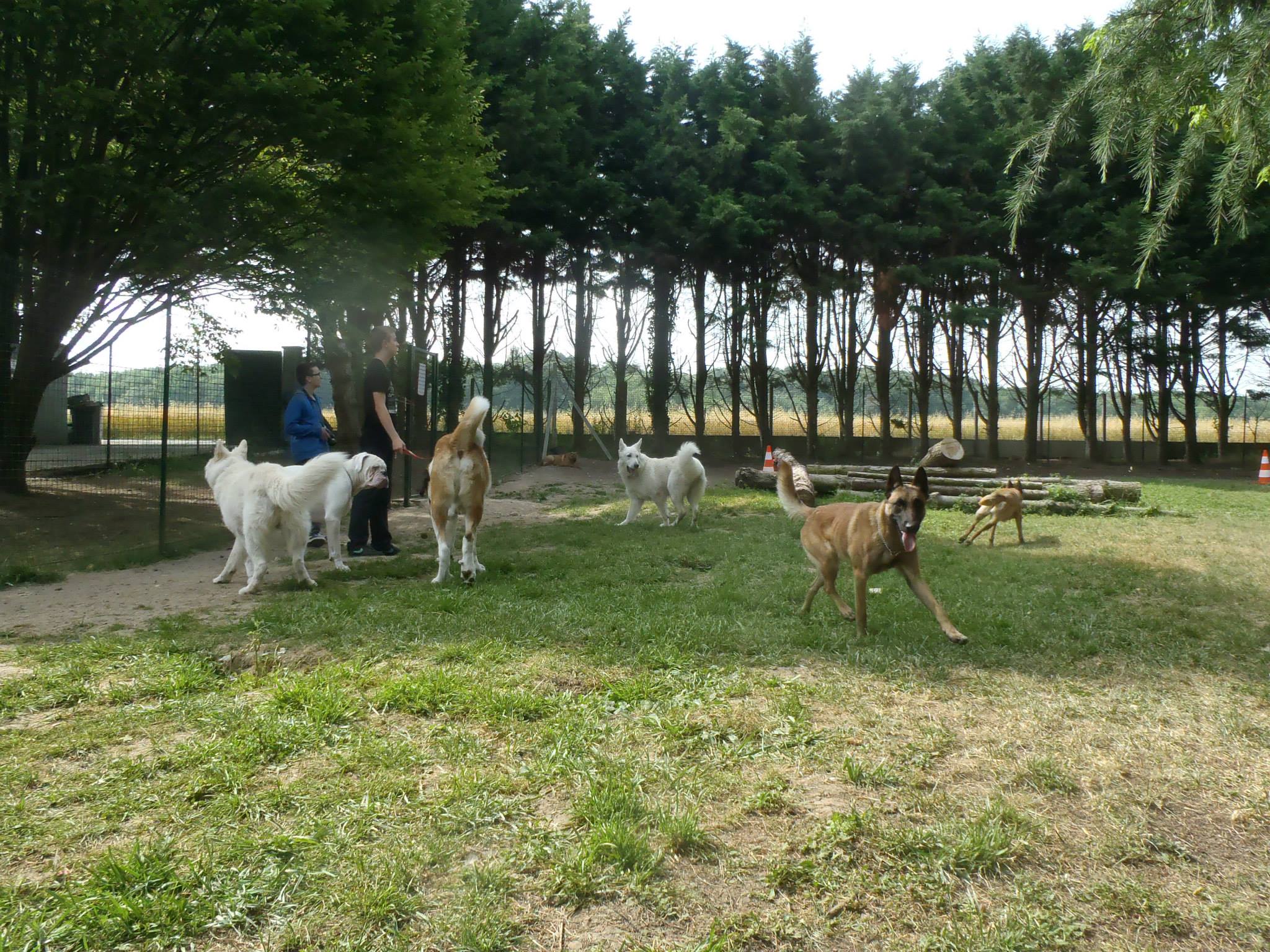 Pension chien 78 JOREL — photo