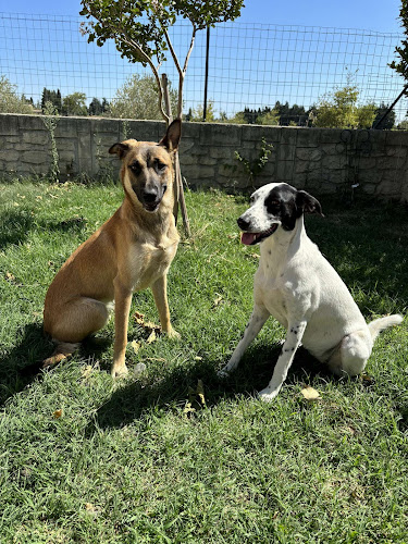 CALLIE DOGS