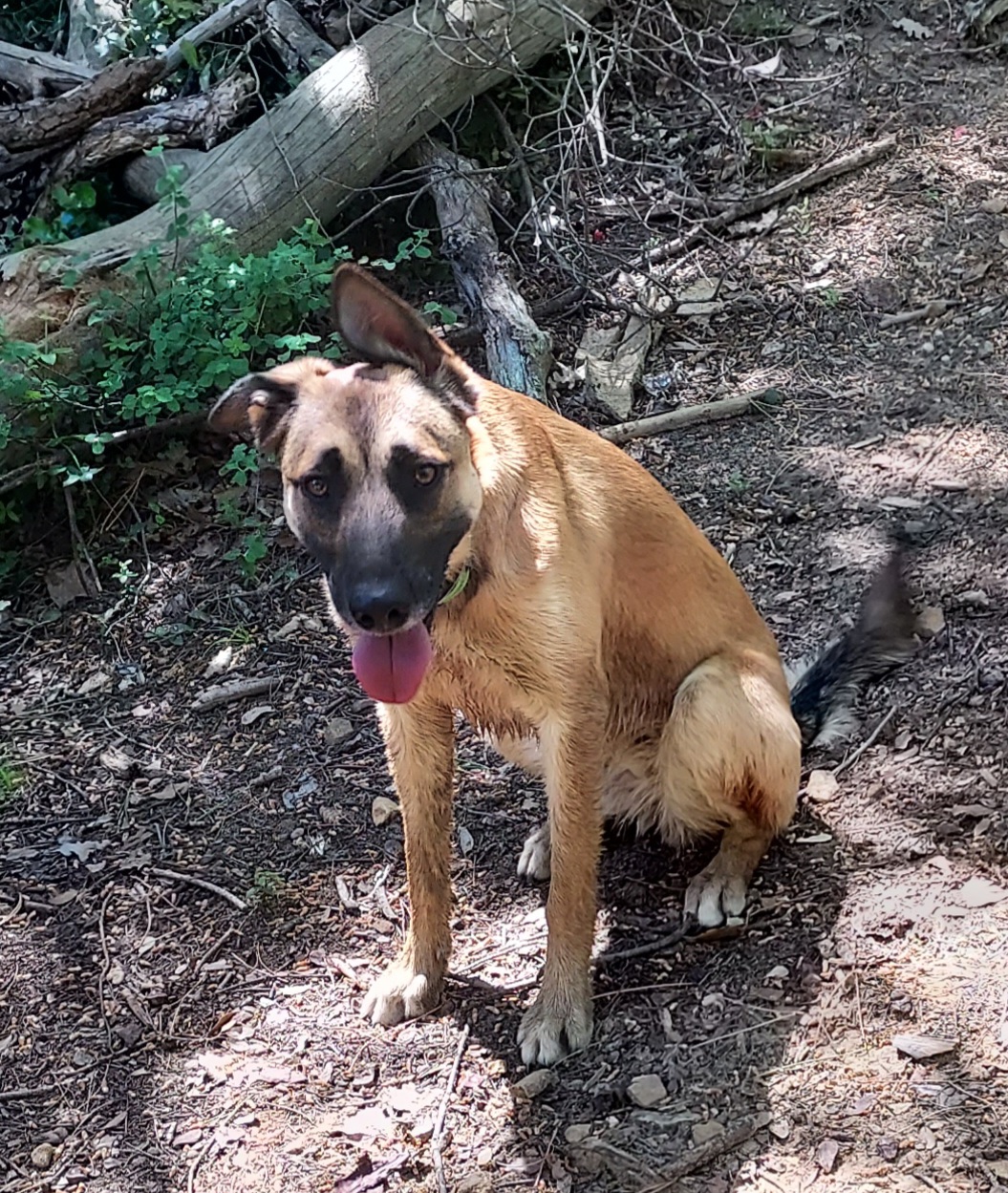 CALLIE DOGS — photo