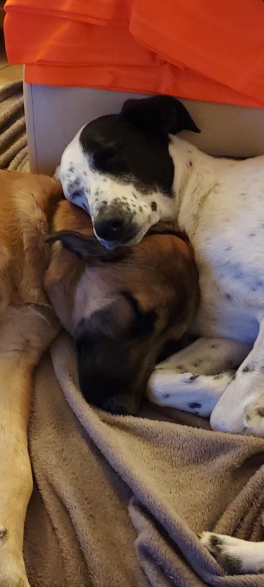 CALLIE DOGS — photo