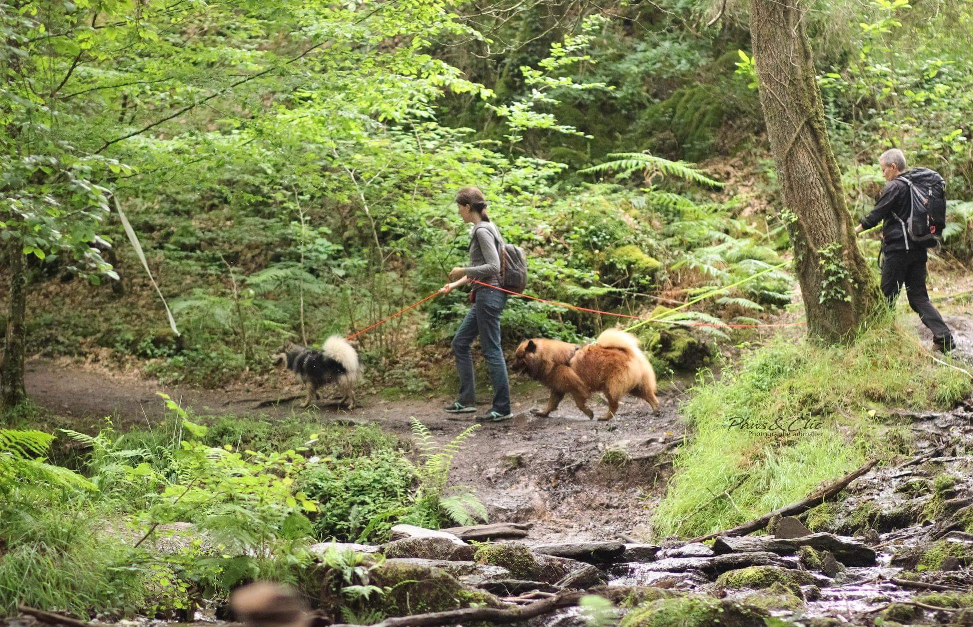 Happy Dogs Therapy - Educateur, comportementaliste et masseur canin — photo