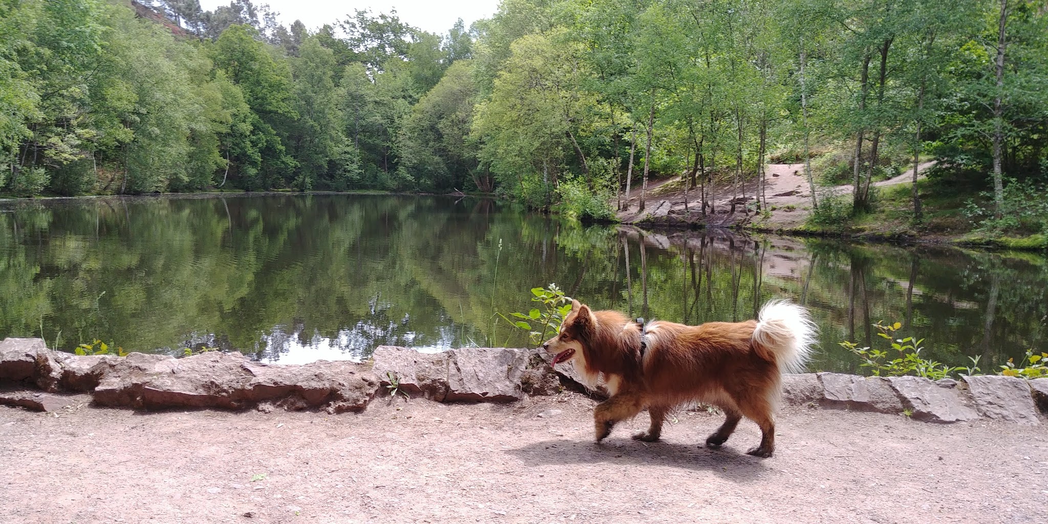 Happy Dogs Therapy - Educateur, comportementaliste et masseur canin — photo