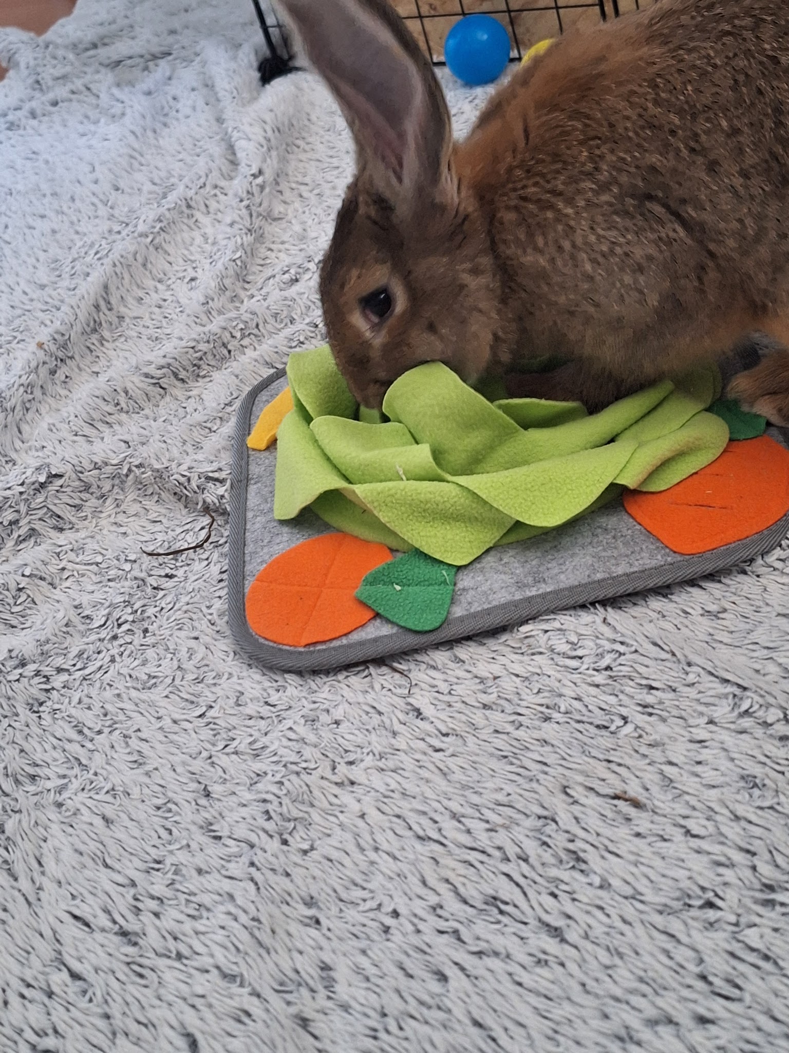 Pension pour lapins Anim&veille — photo