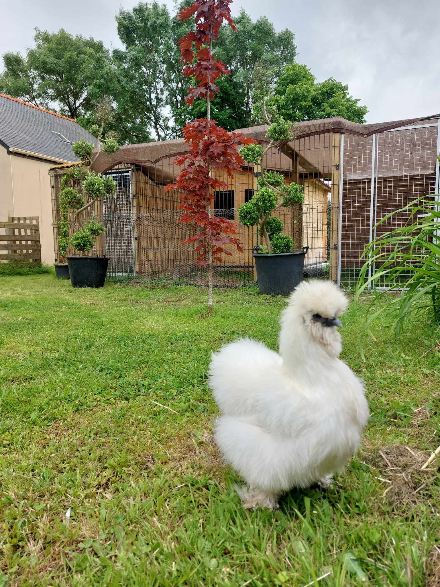 Pension pour lapins Anim&veille — photo