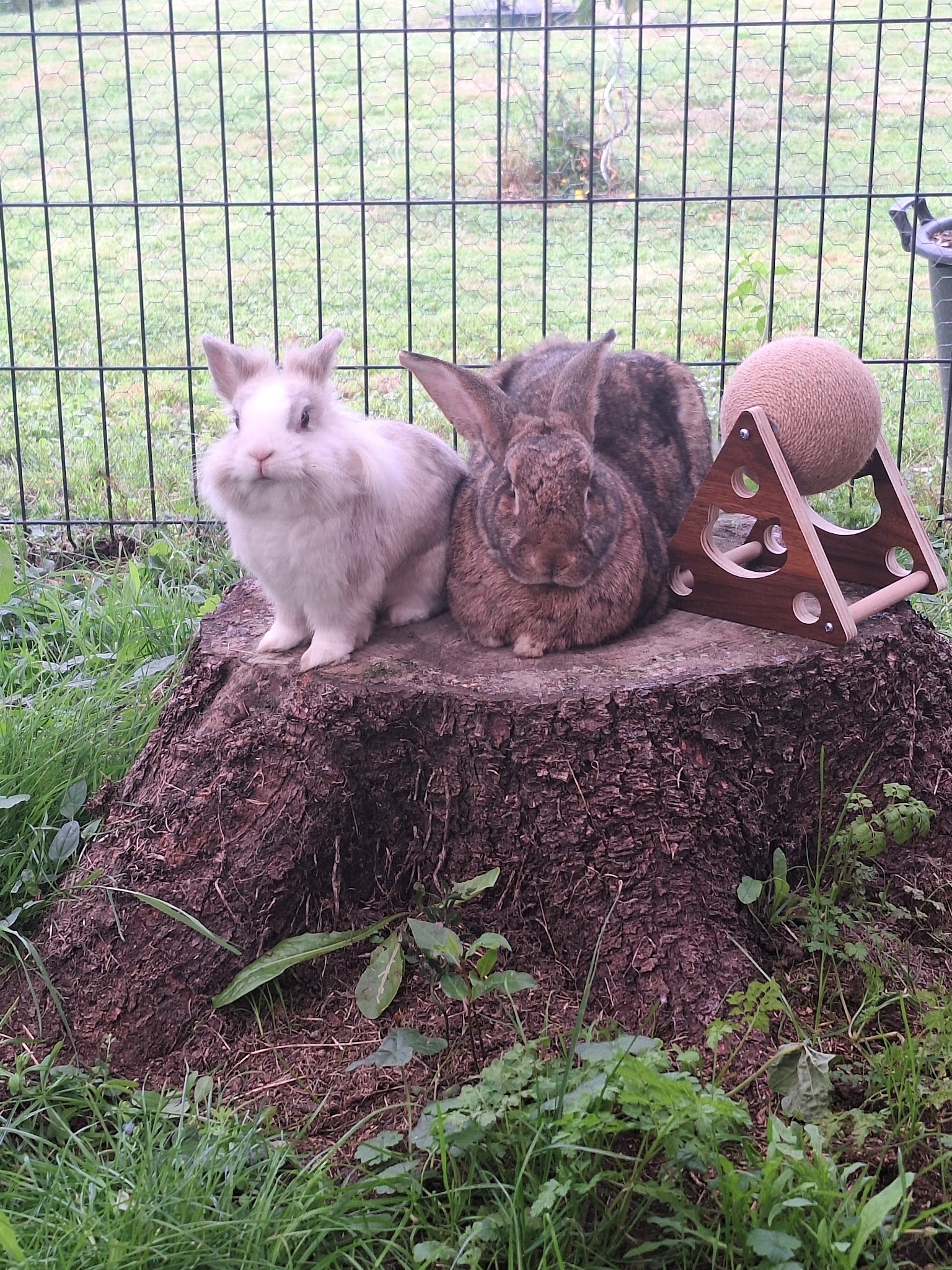 Pension pour lapins Anim&veille
