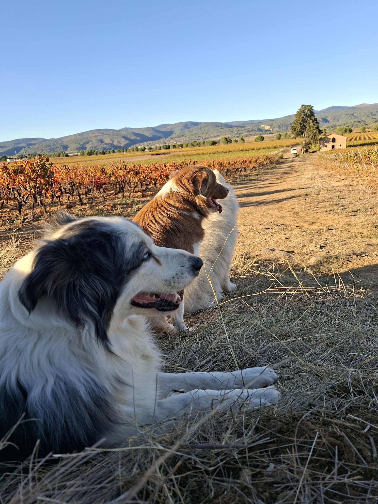 Amis pour la vie — photo